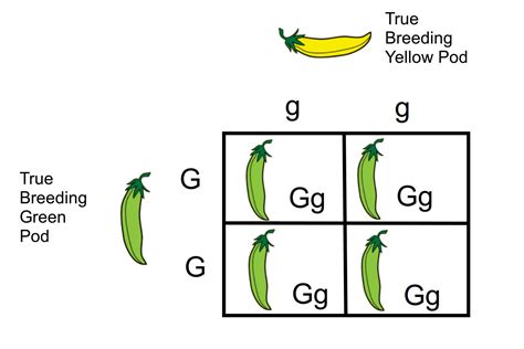 monohybrid cross definition